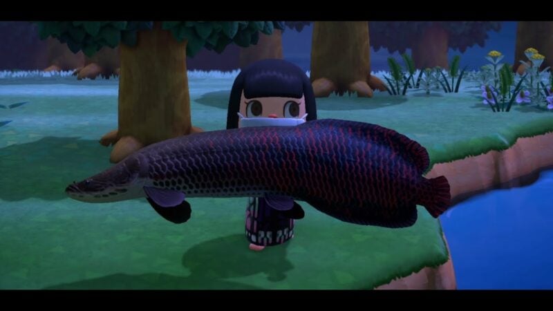 How to catch Arapaima in Animal Crossing: New Horizons?