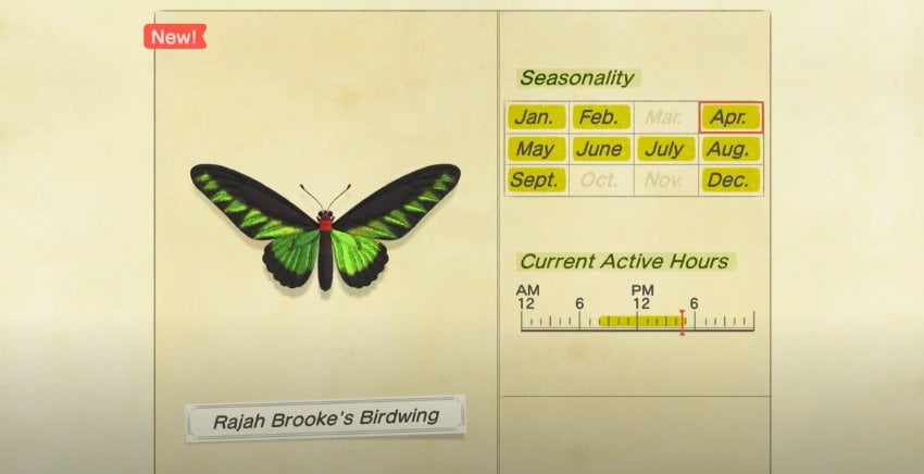 How to Catch Rajah Brooke's Birdwing in Animal Crossing New Horizons