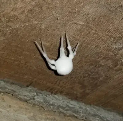The Arachnids of Level 8 Are NOT Normal Spiders! #Backrooms - Entity 39